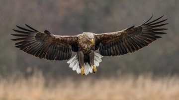 Approaching White-tailed Eagle! by Robert Kok