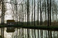 Reflets d'arbres