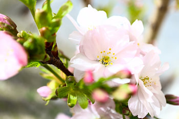 White pink blossom