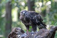 Buizerd