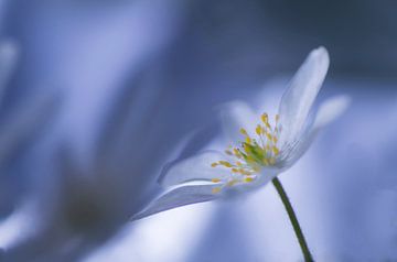 Rhapsody in blue (wood anemone against blue background) by Birgitte Bergman