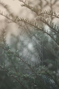 Web in de mist van Anthony De Rouck