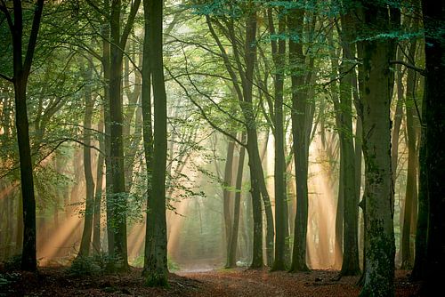 Sunlight shines between the trees of the Speulderbos