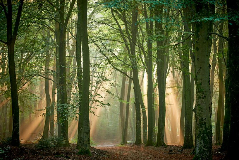 Sunlight shines between the trees of the Speulderbos by Jenco van Zalk