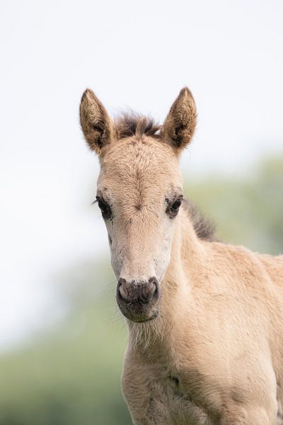 Konik-Pferd | Munnikenland Niederlande | Large Grazer, Tierfotografie von Wandeldingen