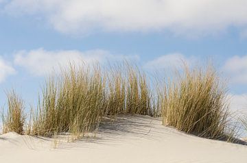 Duinen met helmgras