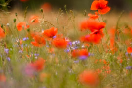 Dromerig zomers beeld klaprozen en korenbloemen