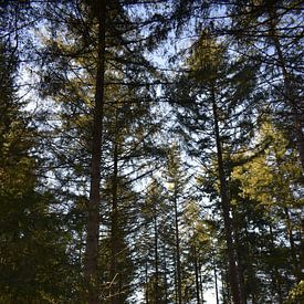 Brabanter Wälder von Sylvia van der Hoek