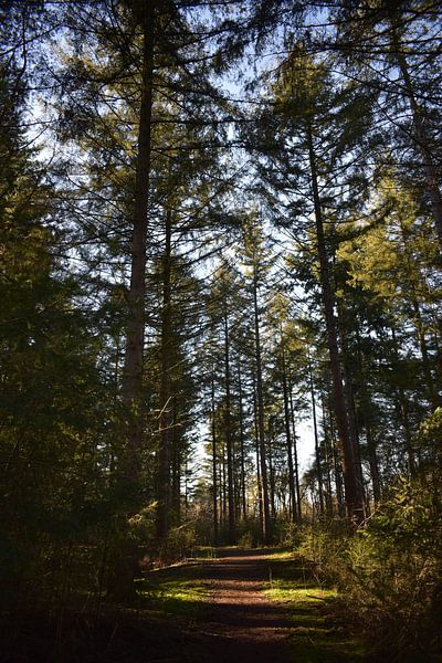 Brabant Forests by Sylvia van der Hoek