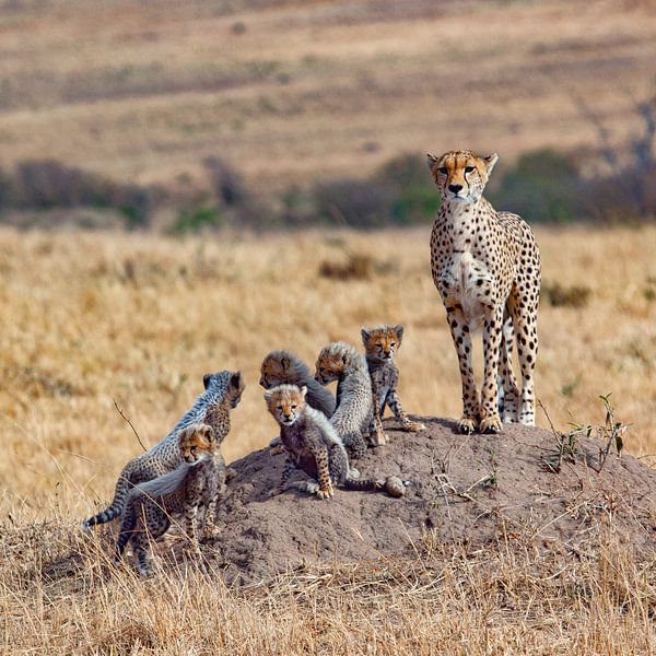 Mama Afrika van Peter Michel