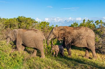 Elephants by Friedhelm Peters