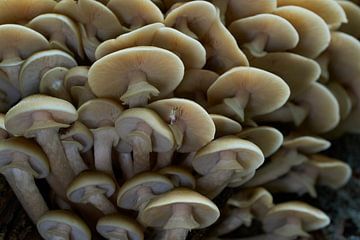 Een stam vol met paddenstoelen