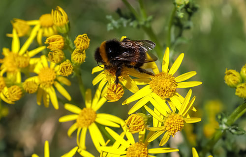 Fleur jaune d'une fleur de chamise avec un gros bourdon