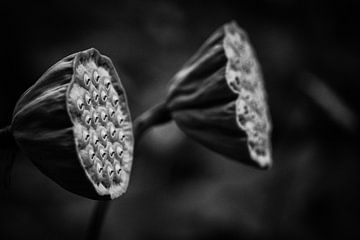 zwartwit beeld van 2 zaaddozen van een Lotus van peters-fotos.nl
