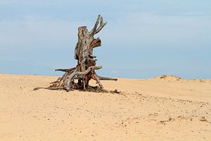 Dead tree on the Veluwe