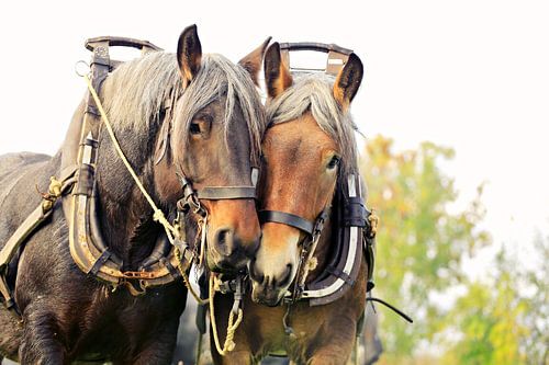 zeeuwse knollen klaar voor het ploegen op het land sur Els Fonteine