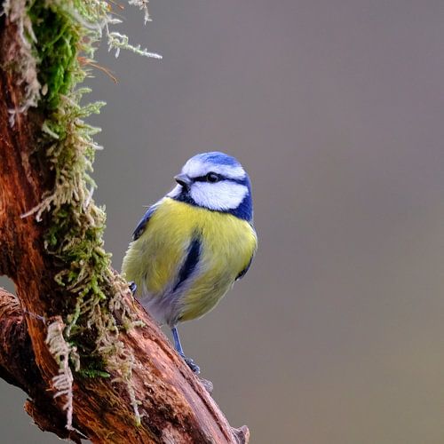 Pimpelmees in het bos
