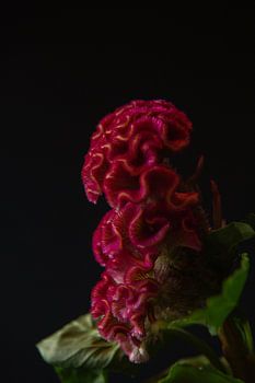 Scarlet Echo