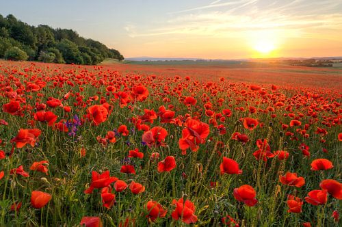 Coquelicots