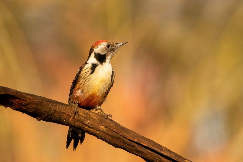 middle-spotted woodpecker by Marjan Slaats