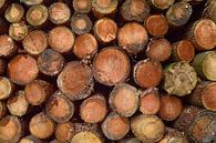 Pile de bois de troncs d'arbres par Jessica Berendsen Aperçu