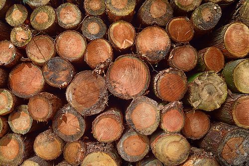 Wood stack of tree trunks