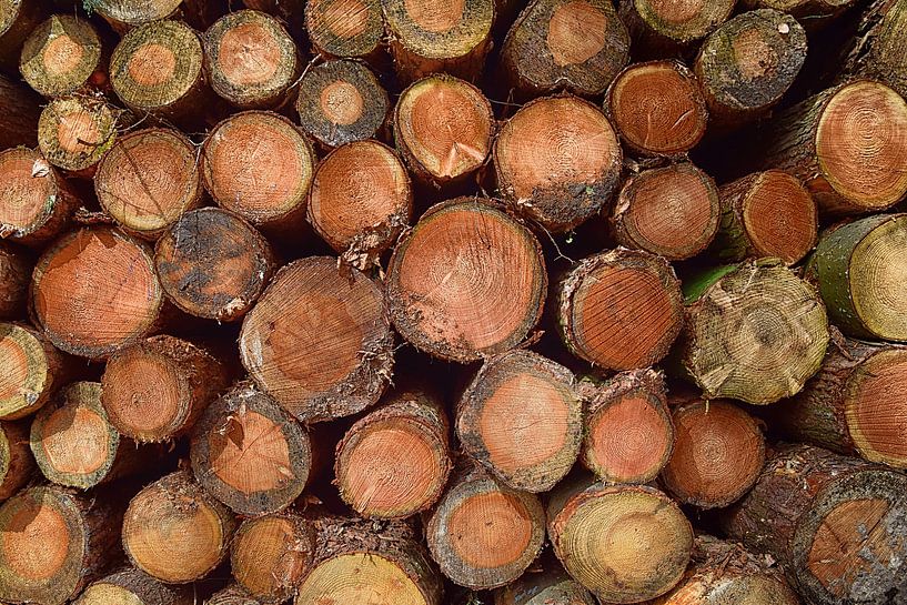 Pile de bois de troncs d'arbres par Jessica Berendsen