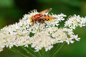 Wanddecoratie van Een Stadsreus Insect op een Witte Bloem