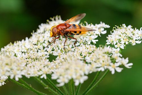 Wanddecoratie van Een Stadsreus Insect op een Witte Bloem