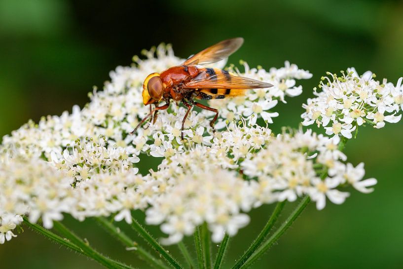 Décoration murale d'une punaise géante urbaine sur une fleur blanche par Kristof Leffelaer