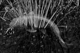 GOLDFISCHE 2 von Miroslav Ptacek