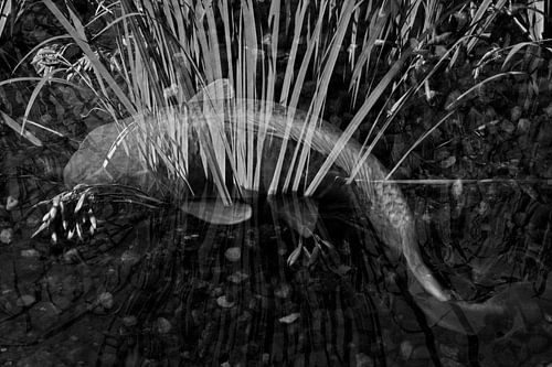 POISSONS ROUGES 2