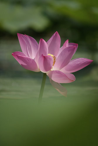 Heilige roze lotusbloesem in zachtgroen licht