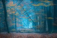Herbst im Wald von Bakkeveen