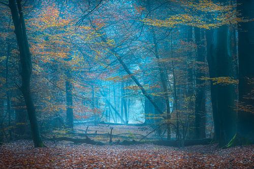 Autumn in the forest of Bakkeveen