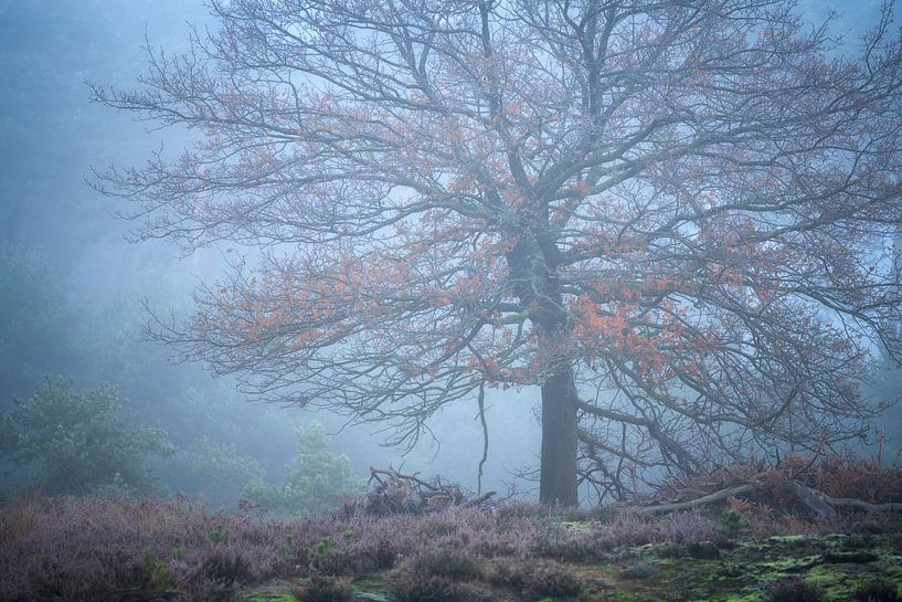 Ein kalter, nebliger Morgen auf der Kampina von Jos Pannekoek