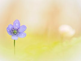 Leverkruid met dauwdruppels in zacht bokeh van Horst Husheer