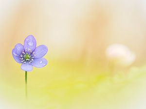 Leberblümchen mit Tautropfen im weichen Bokeh