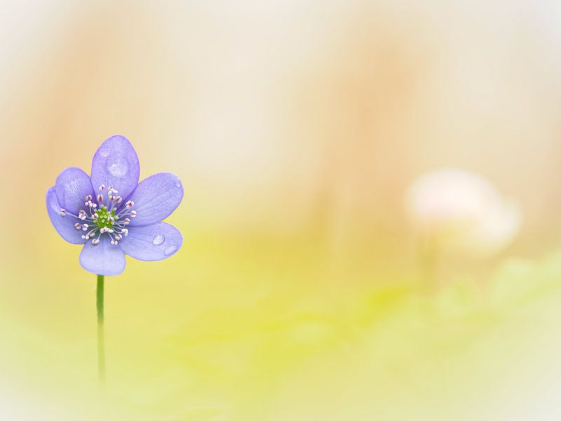Fleur de foie avec gouttes de rosée dans un bokeh doux par Horst Husheer
