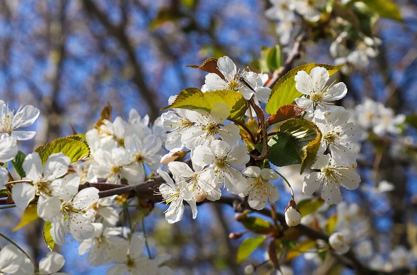 Splendide fleur d'un arbre fruitier au printemps par MPfoto71