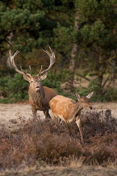 Edelhert en hinde by Evert Jan Kip