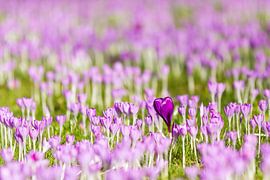 Spring break! by Peter Kuijer