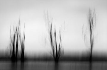 Ghost Trees van Thomas Froemmel