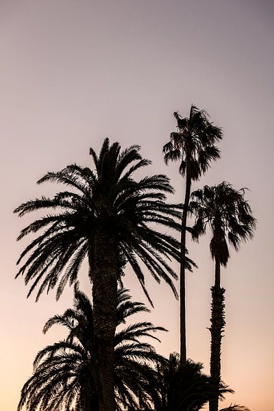 Silhouette de palmiers par Shot by Clint