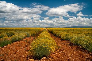 Flowering under the Sky