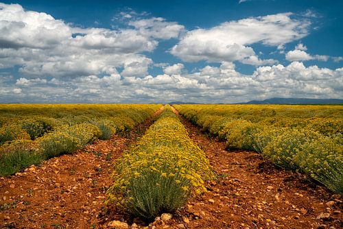 Fleurir sous le ciel