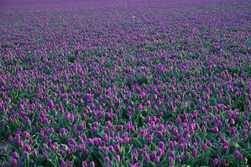 Purple Tulips by Barbara Brolsma