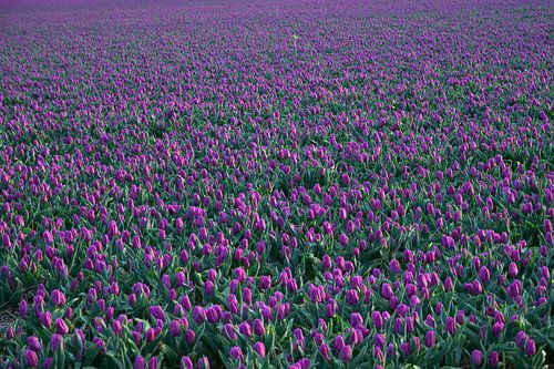 Purple Tulips