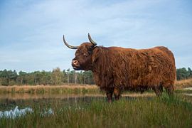 Impressive Highland cattle ( Bos primigenius taurus ) in natural habitat, moor, moorland, marshland,