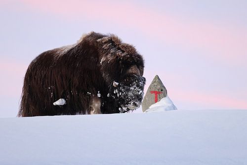 muskusos bij het eerste ochtendlicht in de winter in het nationaal park Dovrefjell-Sunndalsfjella No
